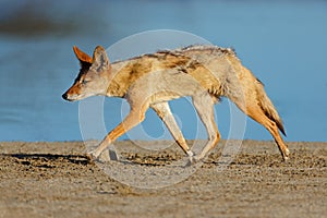 Black-backed jackal running, Kalahari desert, South Africa