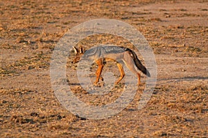 Black-backed Jackal - Safary Kenya