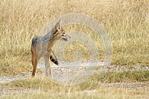 Black-backed jackal in savannah