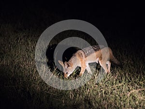 A black-backed jackal scavenging at night