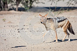 Black-backed Jackal hunting for birds