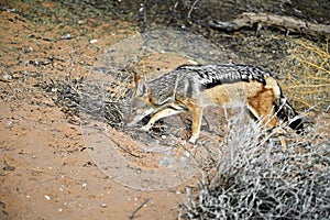 black backed jackal sniffs for prey in the wild.