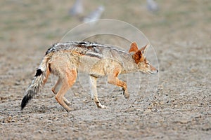 Black-backed jackal stalking - Kalahari desert