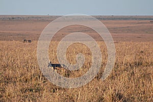 A black backed jackal stalks through the grass on the Mara plains