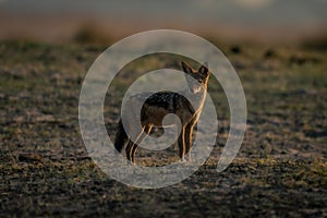 Black-backed jackal stands sidelit with head turned