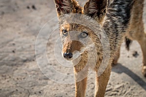 Black-backed jackal starring at the camera.