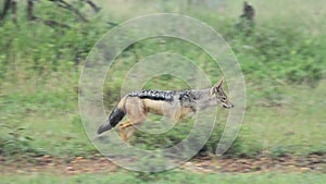 Black-backed Jackal Strolling Around The Wilderness In El Karama Lodge, Kenya.- wide rolli