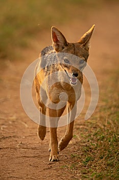 Black-backed jackal trots along track towards camera