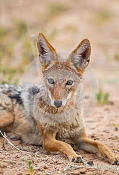 Black-backed Jackal waiting for lions to finish drinking at a water hole in the Kgalagadi Transfrontier Park