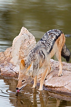 Black backed Jackal at waterhole