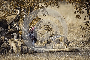 Black backed jackal and white back vulture in Kruger National park, South Africa