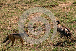 Black Backed Jackal Wildlife Animals Mammals at the savannah grassland wilderness hill shrubs great rift valley maasai mara