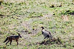 Black Backed Jackal Wildlife Animals Mammals at the savannah grassland wilderness hill shrubs great rift valley maasai mara