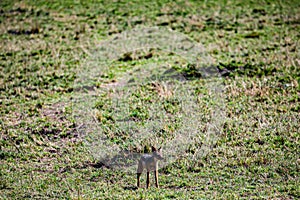 Black Backed Jackal Wildlife Animals Mammals at the savannah grassland wilderness hill shrubs great rift valley maasai mara