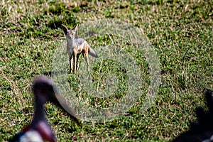 Black Backed Jackal Wildlife Animals Mammals at the savannah grassland wilderness hill shrubs great rift valley maasai mara