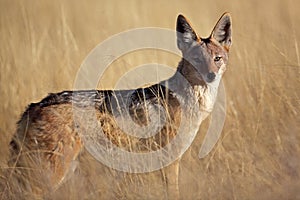 Black-backed jackal in yellow grass, Namibia