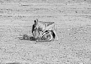 Black-backed Jackals