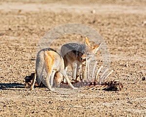 Black-backed Jackals