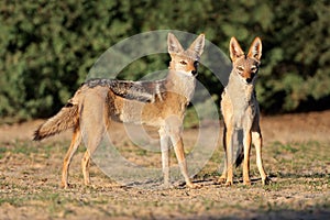 Black-backed Jackals