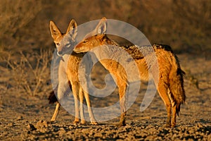 Black-backed Jackals