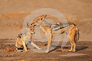 Black-backed Jackals