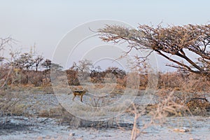 Black Backed Jackals in the bush at sunset. Etosha National Park, the main travel destination in Namibia, Africa