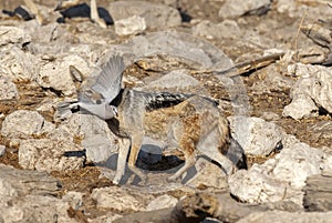 ,Black backed Jackals chasing and catching  pigeons .