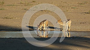 Black-backed jackals drinking