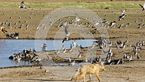 Black-backed jackals hunting doves, Kalahari desert, South Africa