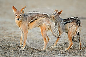 Black-backed jackals - Kalahari desert