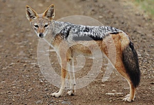 Black-backed Jackel