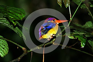 Black-backed kingfisher