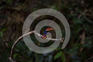 Black - backed Kingfisher