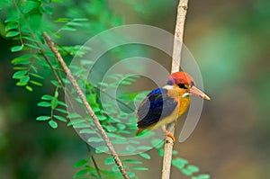 Black-backed Kingfisher