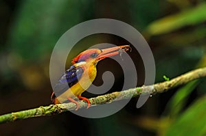 Black- backed Kingfisher