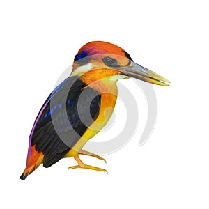 Black-backed Kingfisher bird