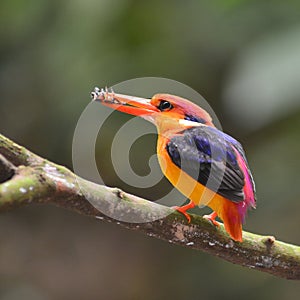 Black-backed Kingfisher bird