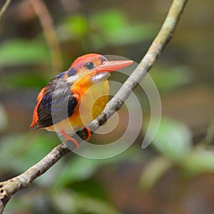 Black-backed Kingfisher bird