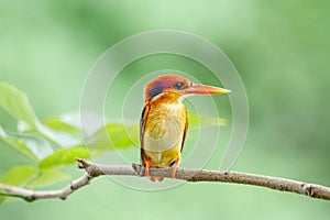 Black-backed Kingfisher, Ceyx erithacus, a little cute and tiny multicolor bird