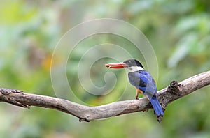 Black-backed Kingfisher, Oriental Dwarf Kingfisher