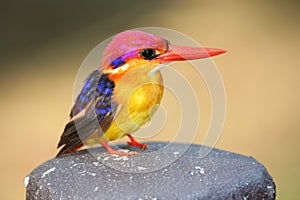 Black-backed Kingfisher.