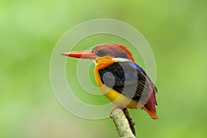 Black-backed or oriental dwarf kingfisher (Ceyx erithaca) colorful bird perching on wooden branch in nesting days