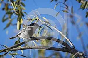 Black backed Puffback in Kruger National park, South Africa