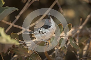 Black backed Puffback in Kruger National park, South Africa