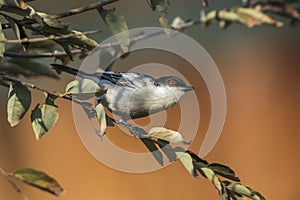 Black backed Puffback in Kruger National park, South Africa