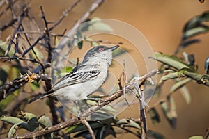 Black backed Puffback in Kruger National park, South Africa