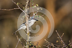 Black backed Puffback in Kruger National park, South Africa