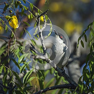 Black backed Puffback in Kruger National park, South Africa