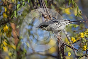 Black backed Puffback in Kruger National park, South Africa