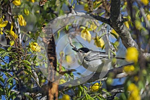 Black backed Puffback in Kruger National park, South Africa